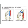 瑜伽3D解剖书Ⅱ——动作篇 商品缩略图6