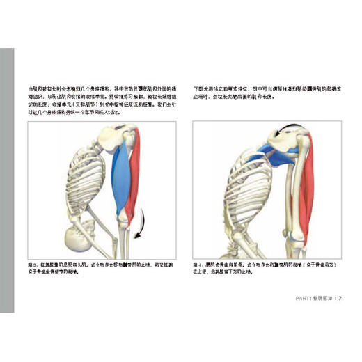 瑜伽3D解剖书Ⅱ——动作篇 商品图6