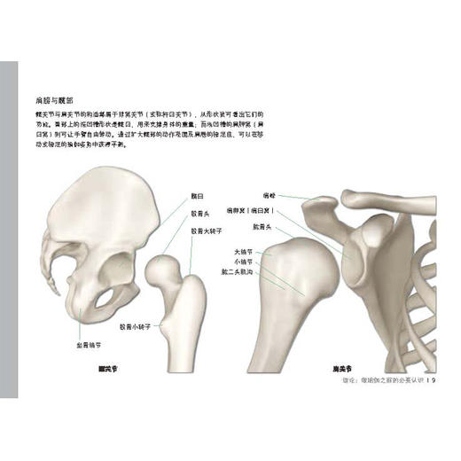 【套装】瑜伽3D解剖书——肌肉篇+动作篇 商品图7