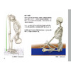 【套装】瑜伽3D解剖书——肌肉篇+动作篇 商品缩略图6