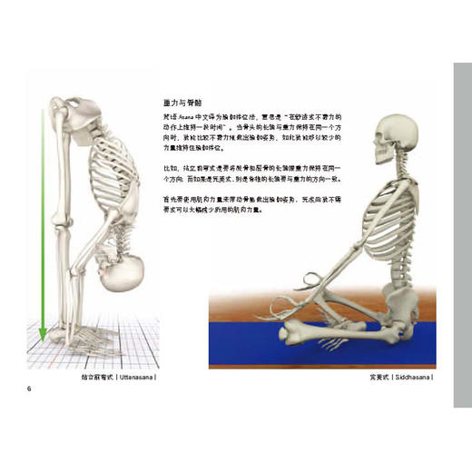 【套装】瑜伽3D解剖书——肌肉篇+动作篇 商品图6