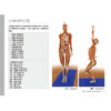瑜伽3D解剖书I——肌肉篇 商品缩略图3