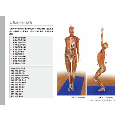 【套装】瑜伽3D解剖书——肌肉篇+动作篇 商品图4