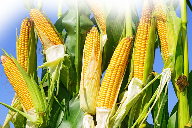 美国 玉米自交系分群的历史原因（2）