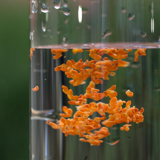 【物喜食材】无添加桂花酱 商品图2