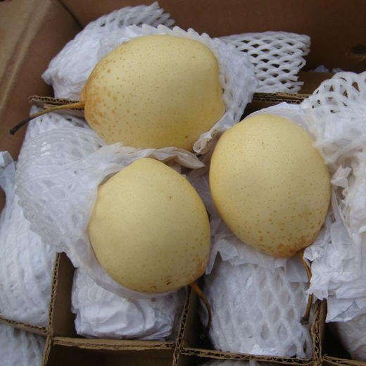 易县张天峪无公害山地小鸭梨5斤装
