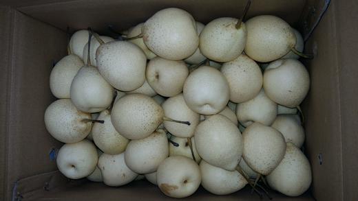 易县张天峪无公害山地小鸭梨5斤装