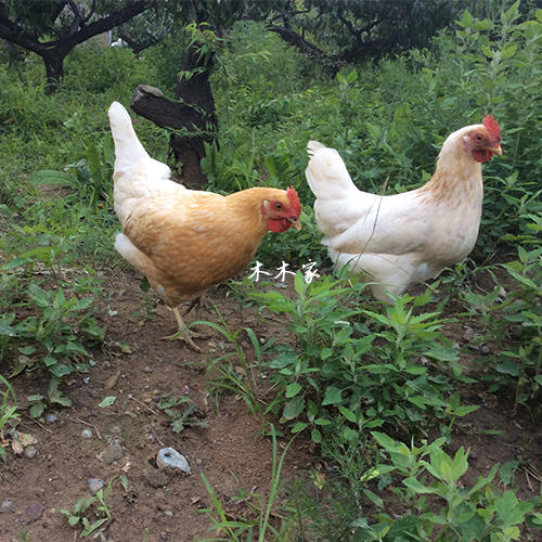 煲汤小柴鸡老母鸡 商品图2