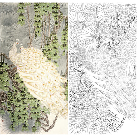 竖幅工笔花鸟白描底稿-周彦生-白孔雀《出尘》-多种白描尺寸可选-LV02 商品图0