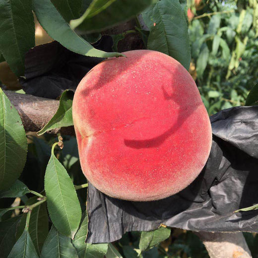 水果优选天山雪桃