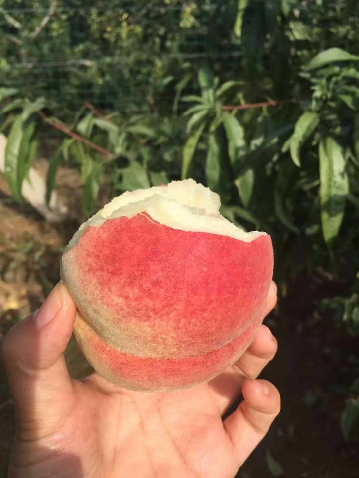 水果优选天山雪桃