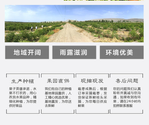 戢牌/新疆戢枣（大果）/甜枣/红枣/有机干枣/全国包邮 商品图8