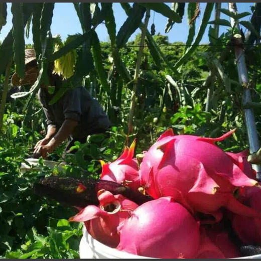 【团购特惠】海南红心火龙果，肉质细腻，香甜多汁！ 商品图4