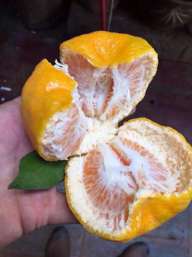 【云南61丑柑61丑橘92】