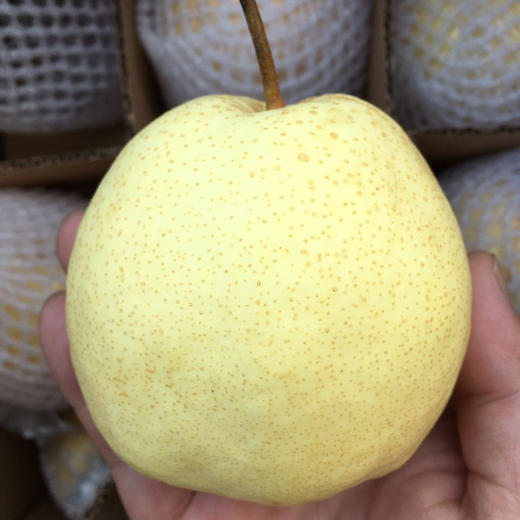 水果优选农家高山蜜梨