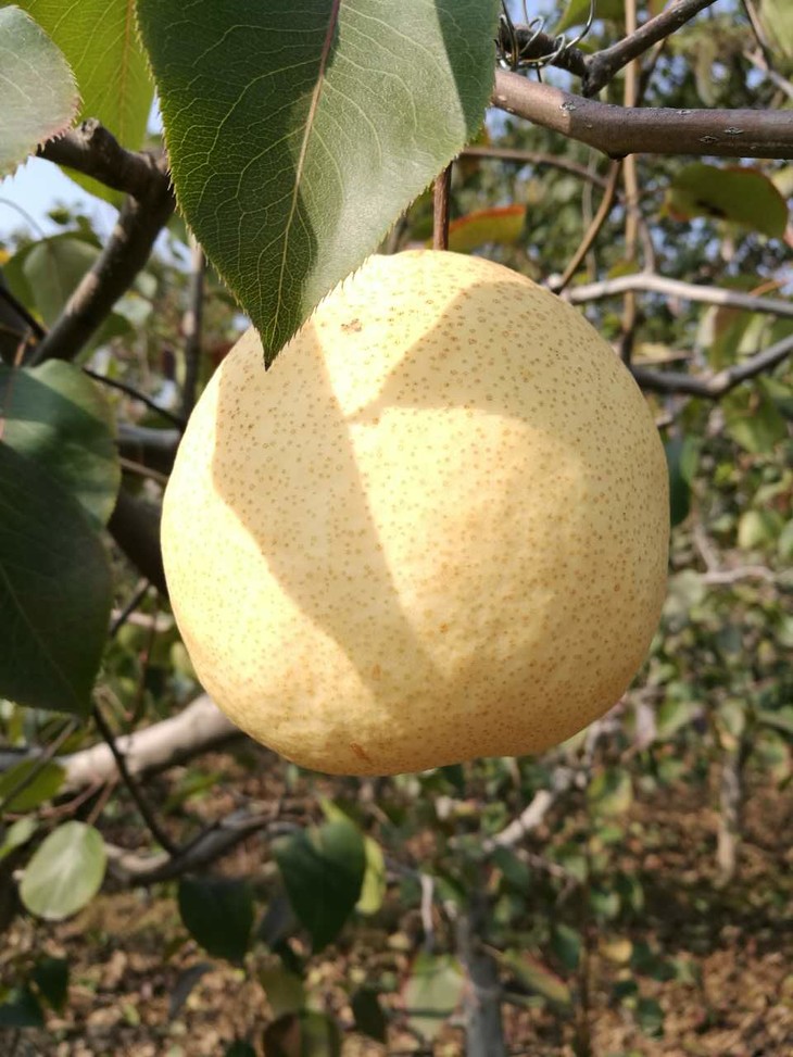 水果优选农家高山蜜梨