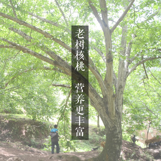 土哆哆大姚野生老树薄皮干核桃香脆无涩感，老树核桃个头偏小 商品图2
