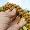 「农家小米」长白山有机种植 商品缩略图2