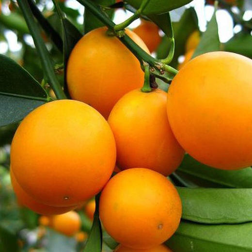 融安匠桔 脆蜜金柑 桔中精品 商品图2