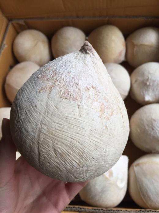 新鲜椰皇去油去腻香滑甘甜纯正天然让孩子远离加工饮料吧