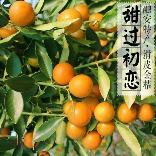 融安滑皮金桔 肉质细腻 纯甜多汁 商品图0