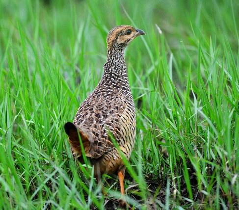 603鹧鸪鲜活劏净1只