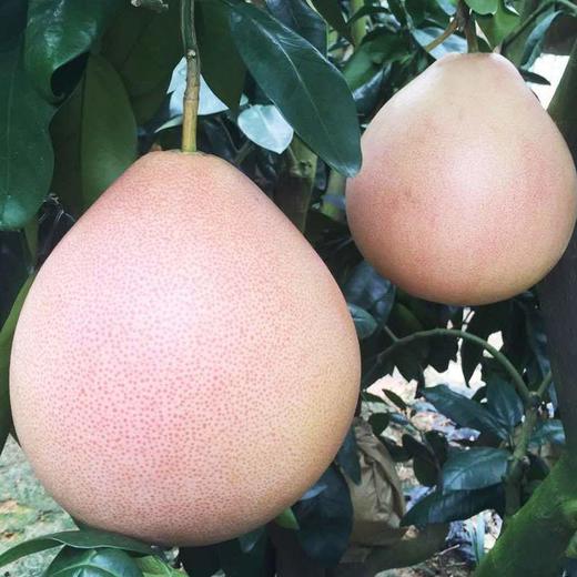 三红琯溪蜜柚6斤装吃一次想十年最是难忘一抹浓淡相宜胭脂红