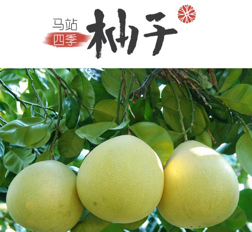 精选正宗马站四季柚 40多年树龄 柚瓤白里透红20斤左右含盒 寄外地运费自付 商品图0