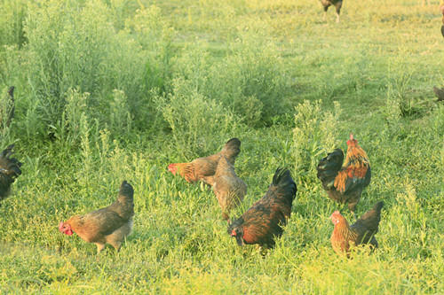 一年半 散养老母鸡2.2-3.2斤 商品图5