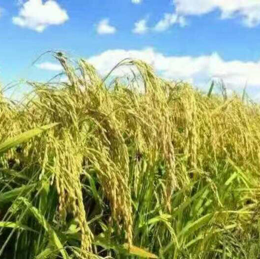 【25年新米】纯正五常民乐稻花香大米，不抛光，保留更多营养 商品图6