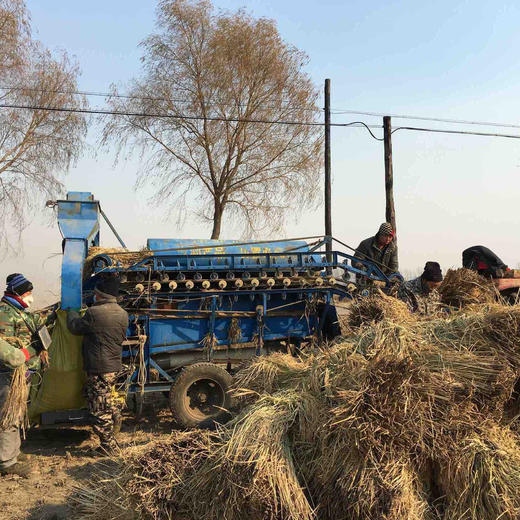 【25年新米】纯正五常民乐稻花香大米，不抛光，保留更多营养 商品图7