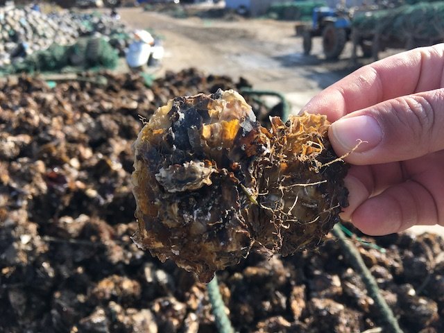 牡蛎 | 5斤礼品装 乳山旅游风景区 洁净海湾自由生长 鲜活生蚝带壳