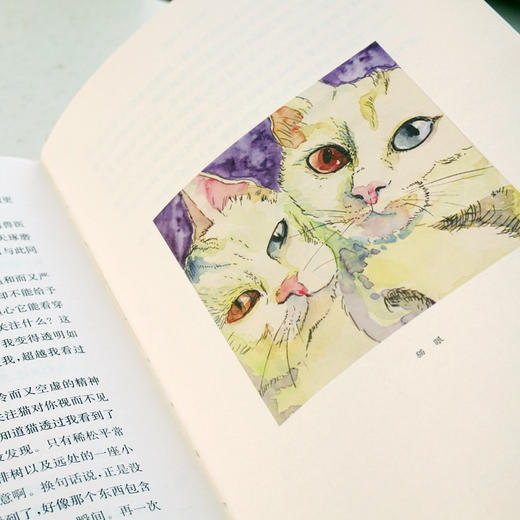 猫的私人词典 精装 猫咪百科全书 猫奴对喵星人的深情告白 商品图3