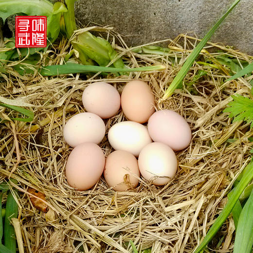电商扶贫农户散养土鸡蛋50枚 商品图2