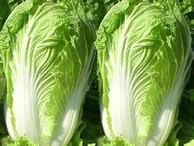 小毛驴自产大白菜  自然种植、无农药、无化肥，人工除草