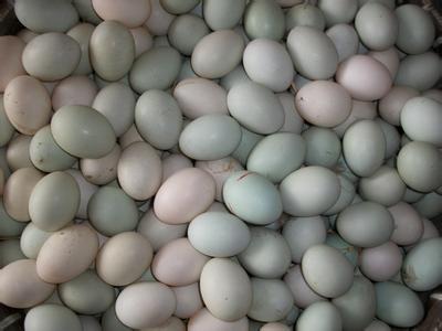 鸭蛋季度套餐 商品图0