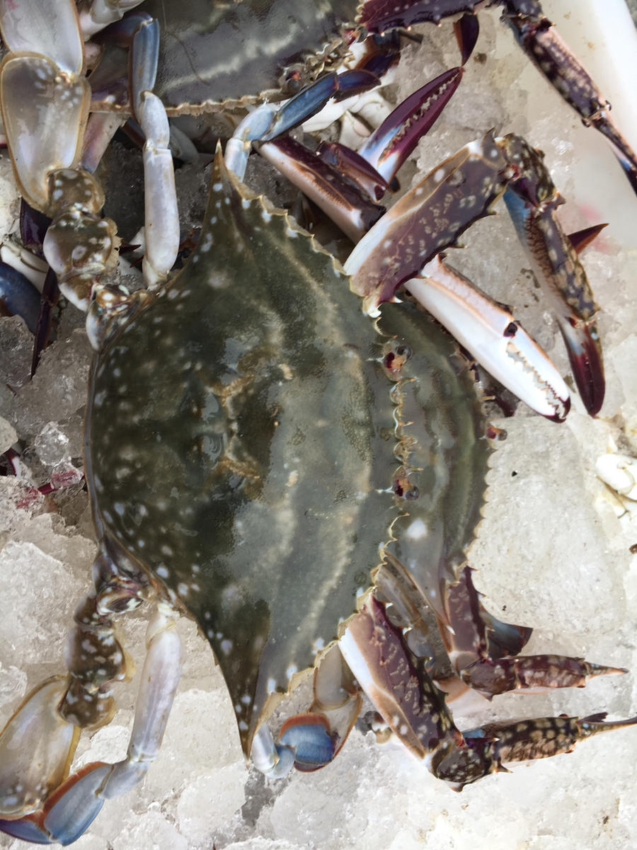 东海野生梭子蟹(按斤)