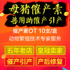 母猪催产素【缩宫素注射液】OT 2mlx10支 引产 催产 胎衣不下 产后出血 子宫复原不全 激素 商品缩略图2