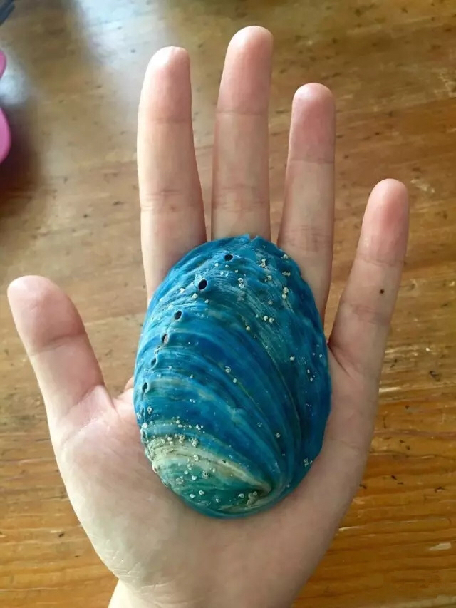 新西兰蓝鲍鱼运费顺丰到付