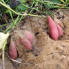现挖漳州六鳌半岛沙地红蜜薯 商品缩略图4