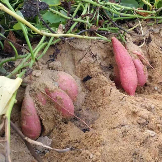 现挖漳州六鳌半岛沙地红蜜薯 商品图4