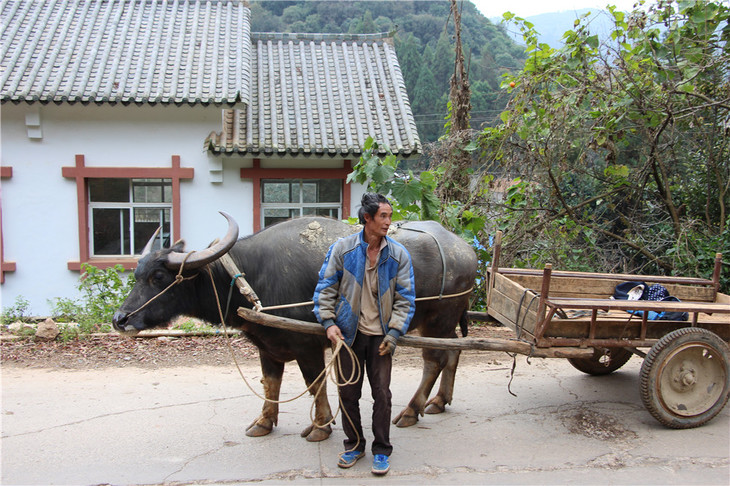 土哆哆云南山地小黄姜辛辣鲜香适合做姜枣膏