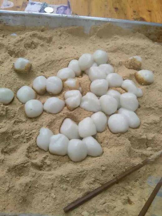 陈昌盛汤圆粉/马站大粒汤圆粉450g 商品图5