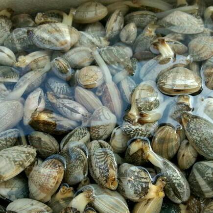 【花甲】 500克/份