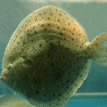 【多宝鱼】 500克/份