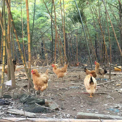 预售【安吉散养竹林鸡 】1只  2-3斤 商品图7