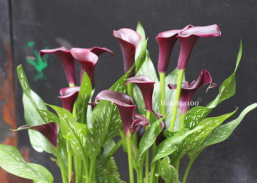 2株黑紫红海芋马蹄莲白盆