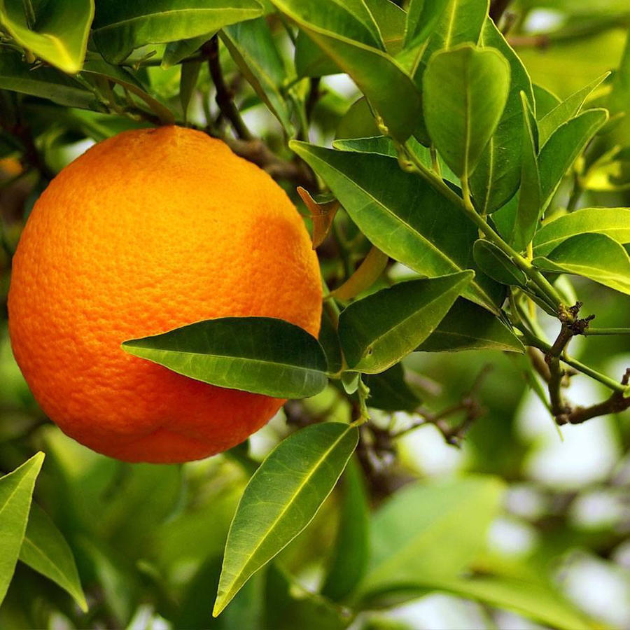 苦橙叶精油 放松入睡 油性肌肤 痤疮青春痘 埃及