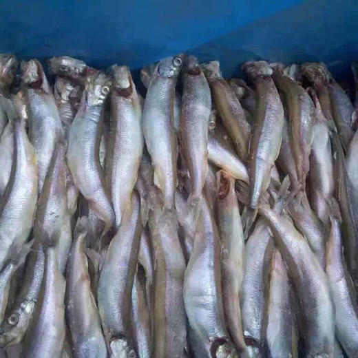 烧烤多春鱼1kg  6L 商品图1