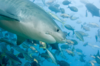 【度假村】斐济Beqa Lagoon潜水度假套餐--刺激鲨鱼潜，绝美珊瑚礁 商品缩略图4
